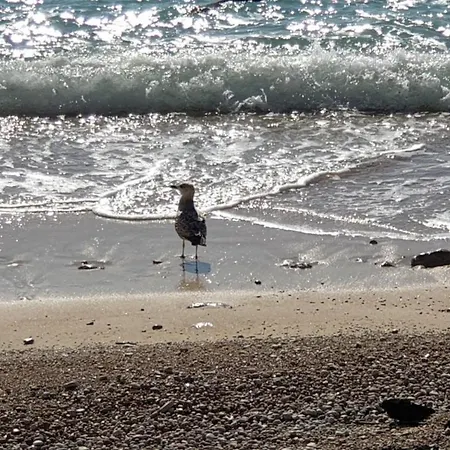 Luxury Beachfront Banje Διαμέρισμα